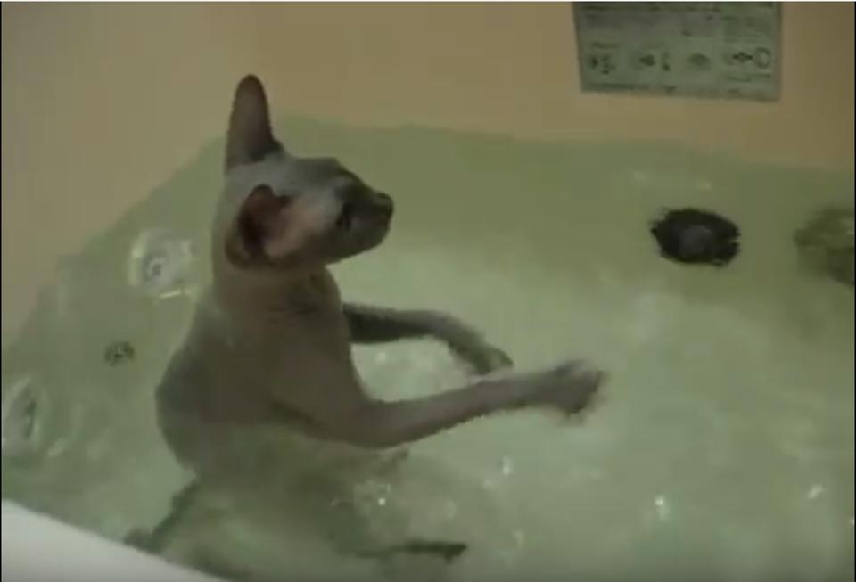 This Sphynx Kitten Taking A Bath Will Make Your Day