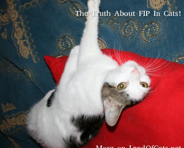 The Truth About FIP In Cats