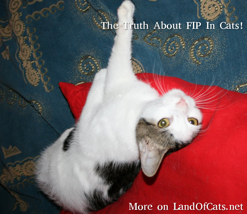 The Truth About FIP In Cats