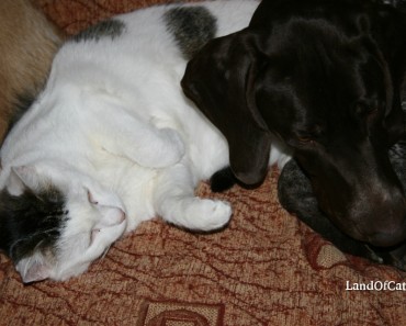 Carlos Loves To Sleep Between The Dogs!