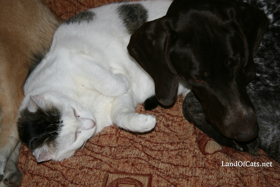 Carlos Loves To Sleep Between The Dogs!