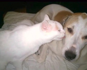 Cats And Dogs Can Live In Perfect Harmony!