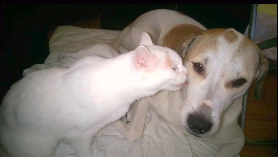 Cats And Dogs Can Live In Perfect Harmony!