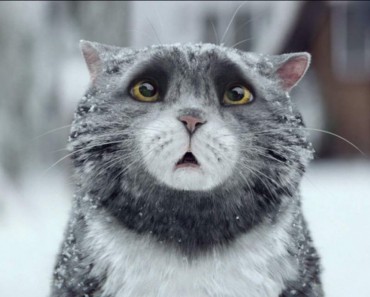 Mog The Cat Creates Christmas Chaos! Can She Save The Day?