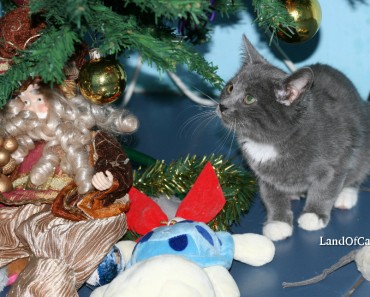 How Do Cats Spend Christmas?