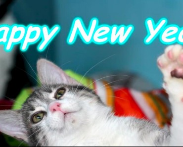 Keep Your Cats Safe During New Year’s Eve!