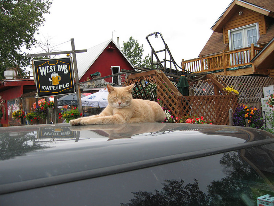 Mr. Stubbs, The Feline Mayor of Talkeetna, Alaska!