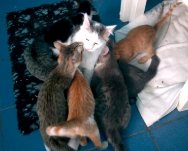 Loving Moments Between Cat Mother And Her Kittens!