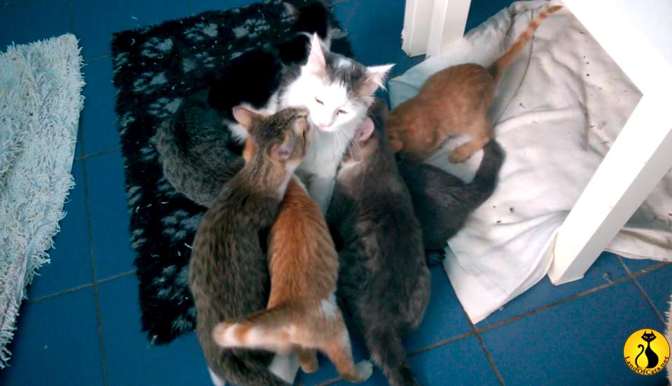 Loving Moments Between Cat Mother And Her Kittens!