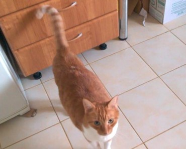 Is Your Cat Shaking Her Tail In A Strange Way?