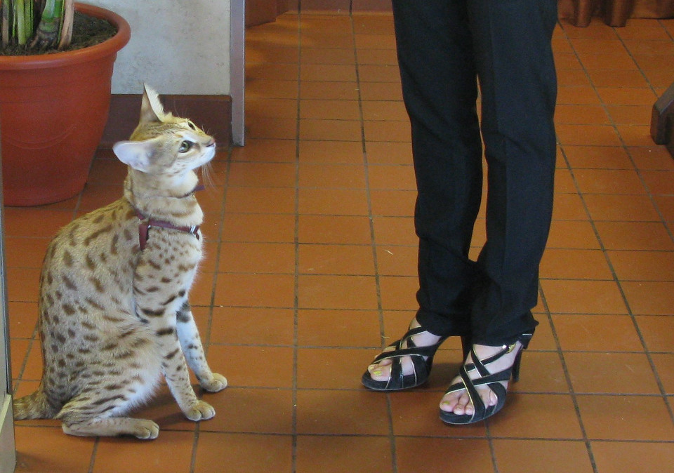 The Biggest Domestic Cats In The World!