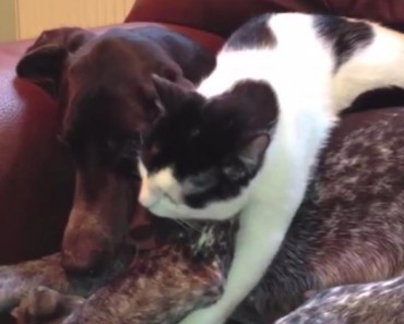 Some Cats Can’t Deny Their Love For Dogs!