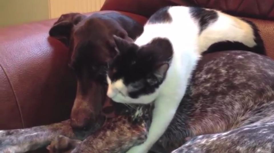 Some Cats Can’t Deny Their Love For Dogs!