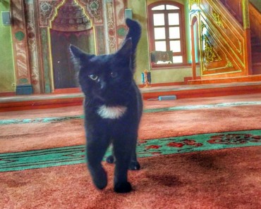 Mosque’s Doors Open For Stray Cats During Winter