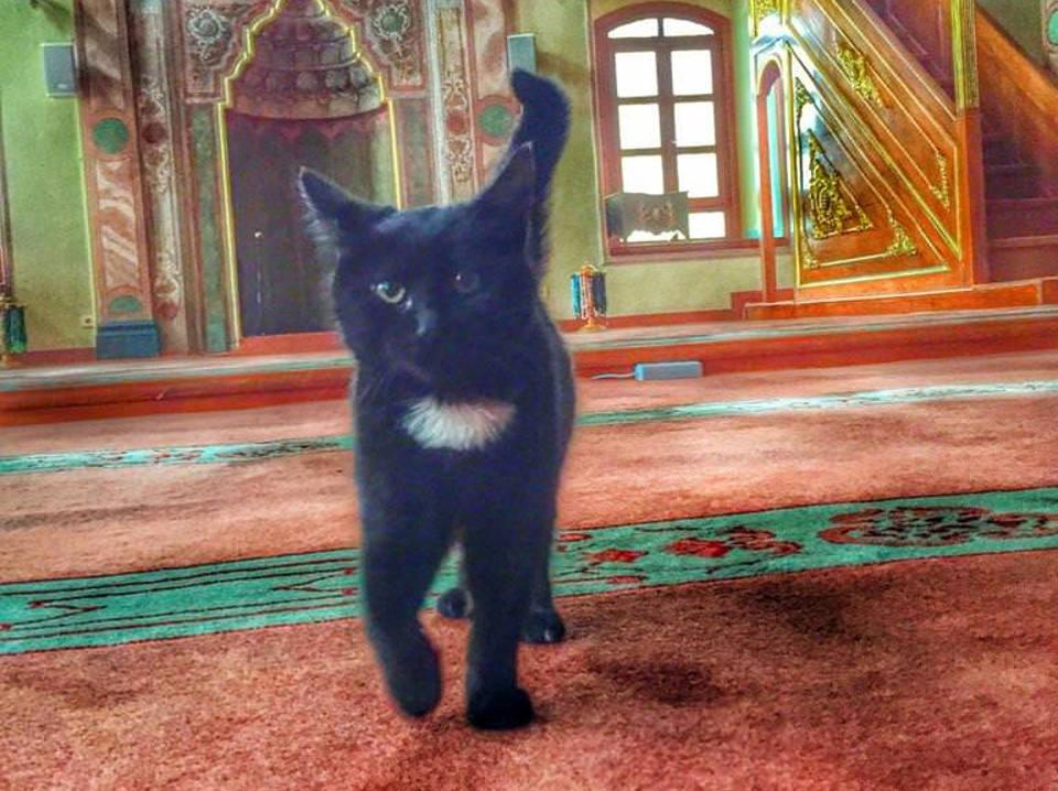 Mosque’s Doors Open For Stray Cats During Winter