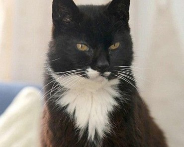 The Oldest Cat Ever