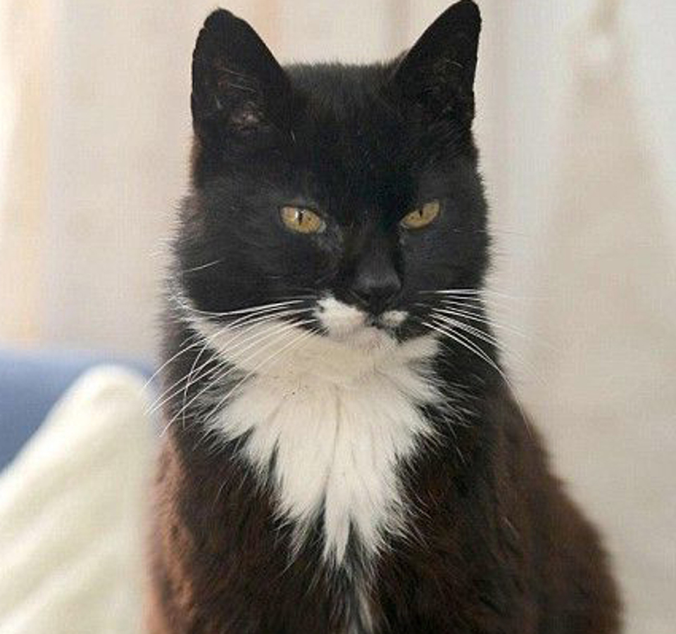 The Oldest Cat Ever