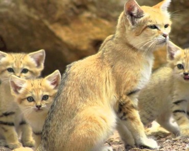 Sand Cats!