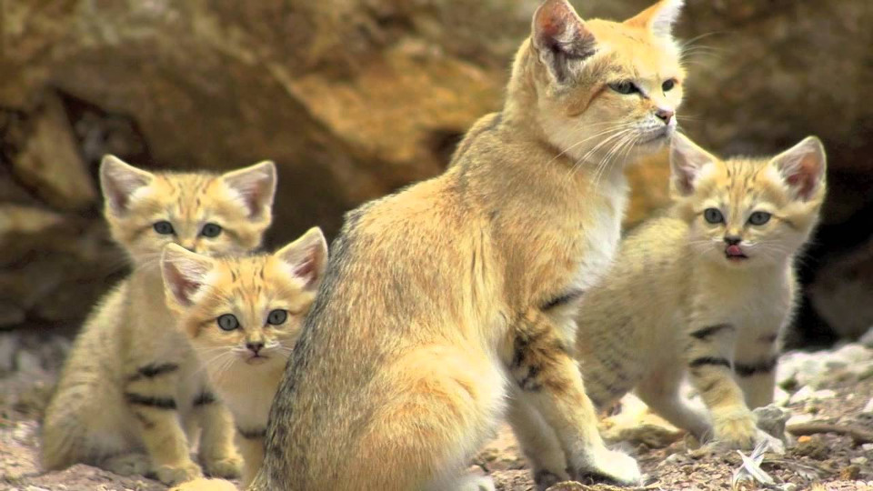 Sand Cats!