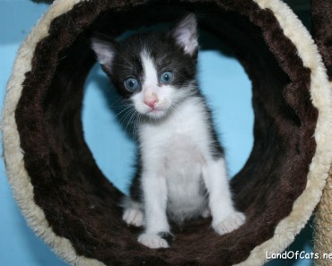 Why Are Black And White Cats So Lovable?