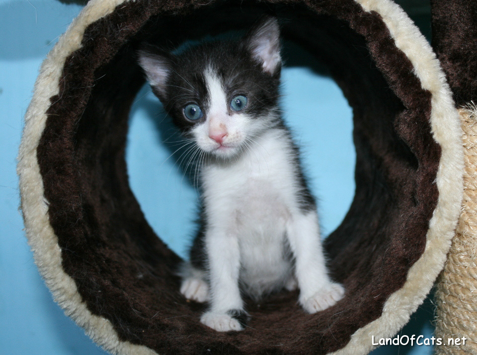 Why Are Black And White Cats So Lovable?