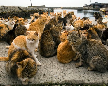 Aoshima, a Japanese Cat Island