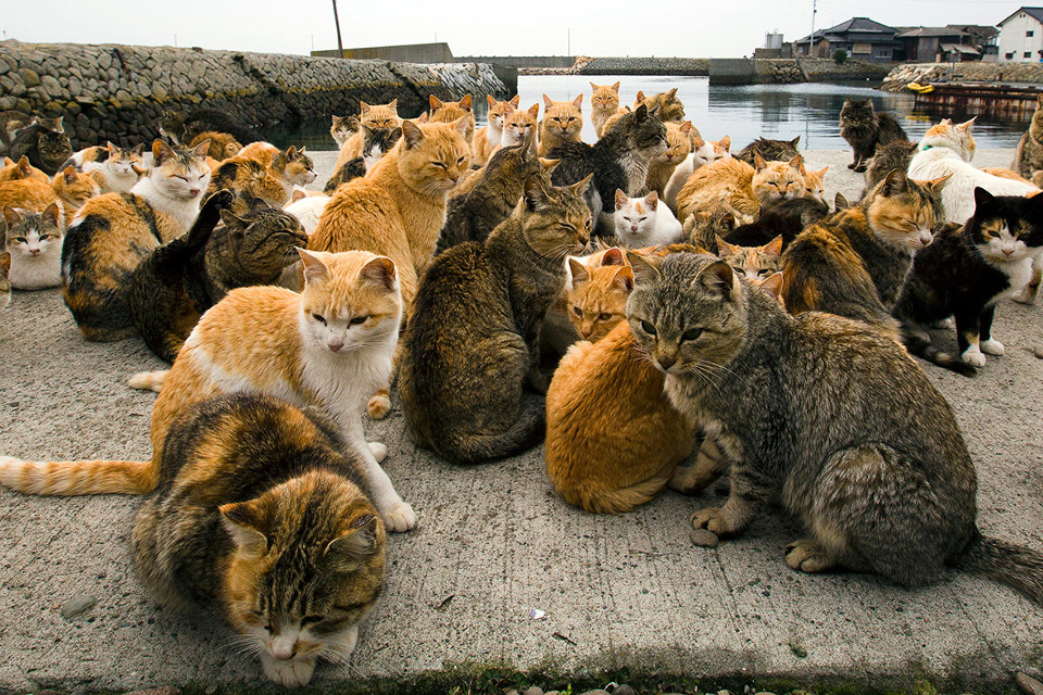 Aoshima, a Japanese Cat Island