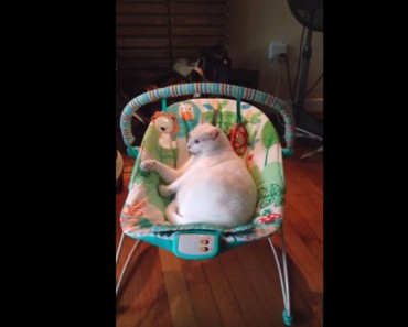 This Cat Thinks She Is A Human Baby!