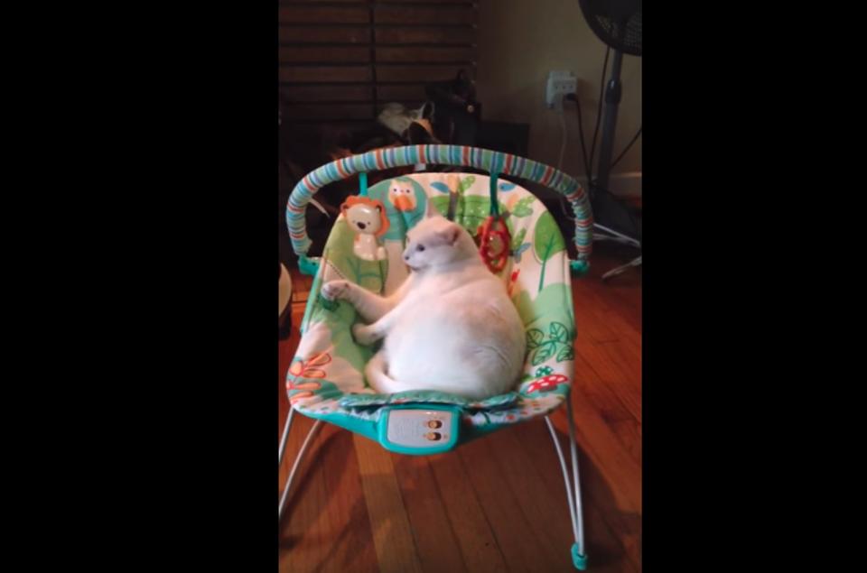 This Cat Thinks She Is A Human Baby!