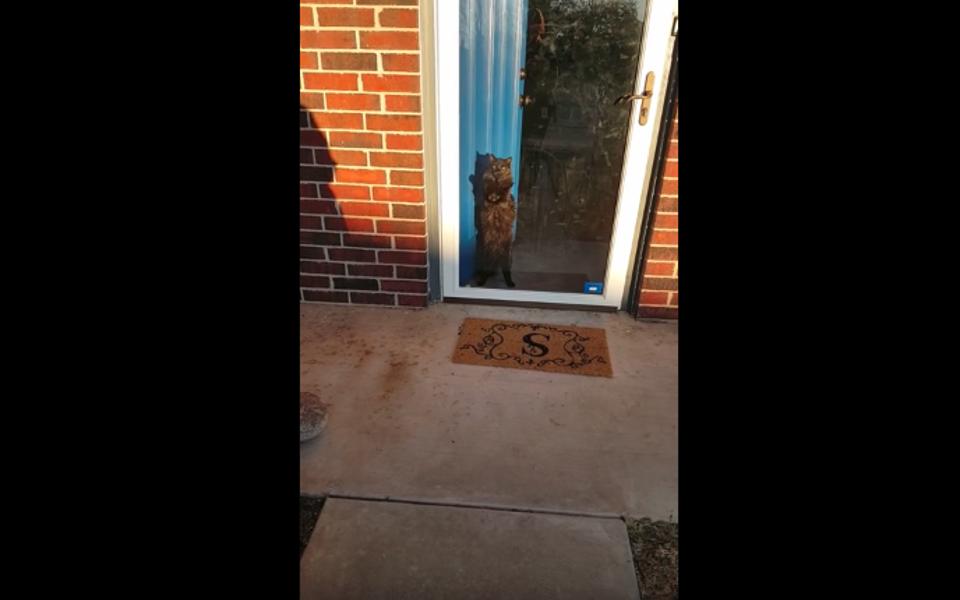 This Cute Cat Has An Unique Way Of Greeting Her Human