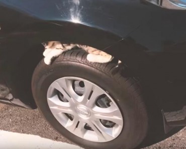 Check For Cats Under The Hood