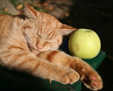 Safe Fruits For Your Cat!