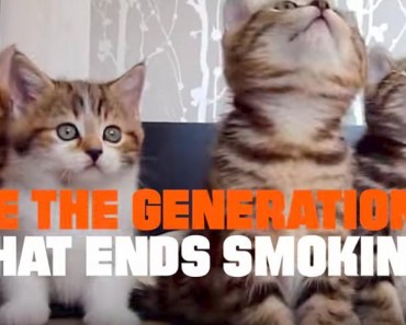 To Prevent #CATmaggedon, Quit Smoking!
