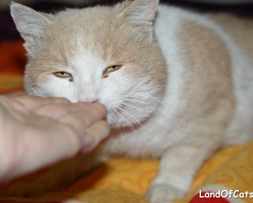 Why Do Cats Rub Their Faces On Humans?