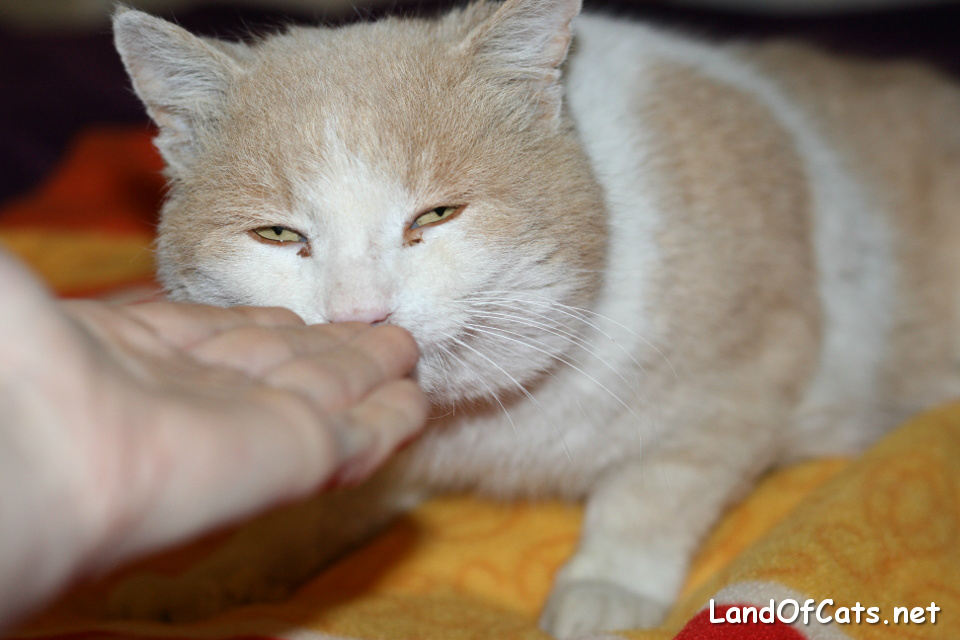 Why Do Cats Rub Their Faces On Humans?