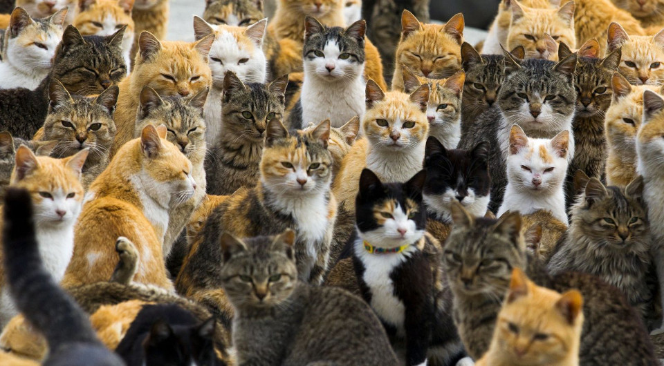 The Japanese ‘Cat Island’ Benefits From Food Aid!