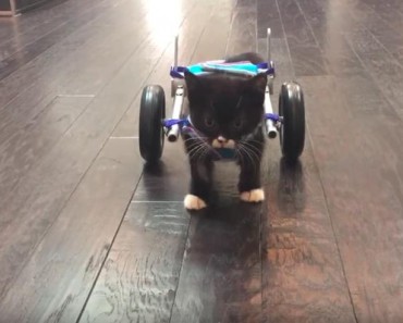 Miracle Kitten Cassidy And His First Steps In A Wheelchair!