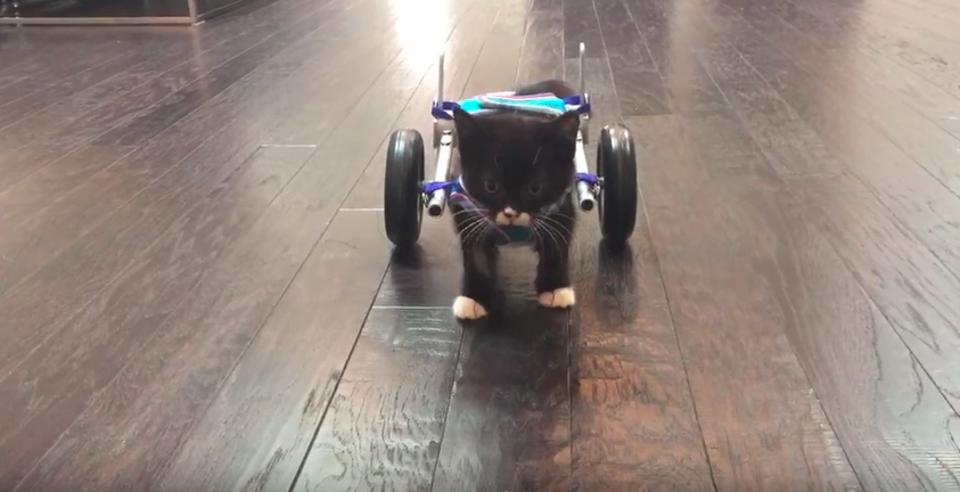 Miracle Kitten Cassidy And His First Steps In A Wheelchair!