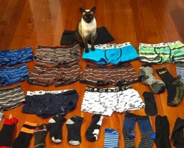 Cat Caught Stealing Men’s Underwear