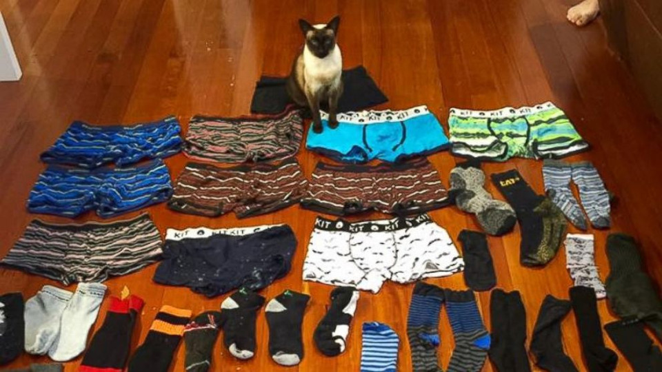 Cat Caught Stealing Men’s Underwear