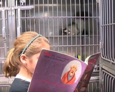 Cats And Dogs Help Kids Practice Reading In Johnson County