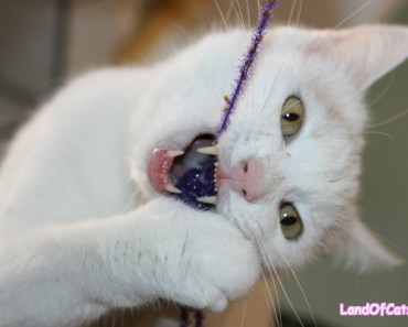 Common Dental Diseases In Cats