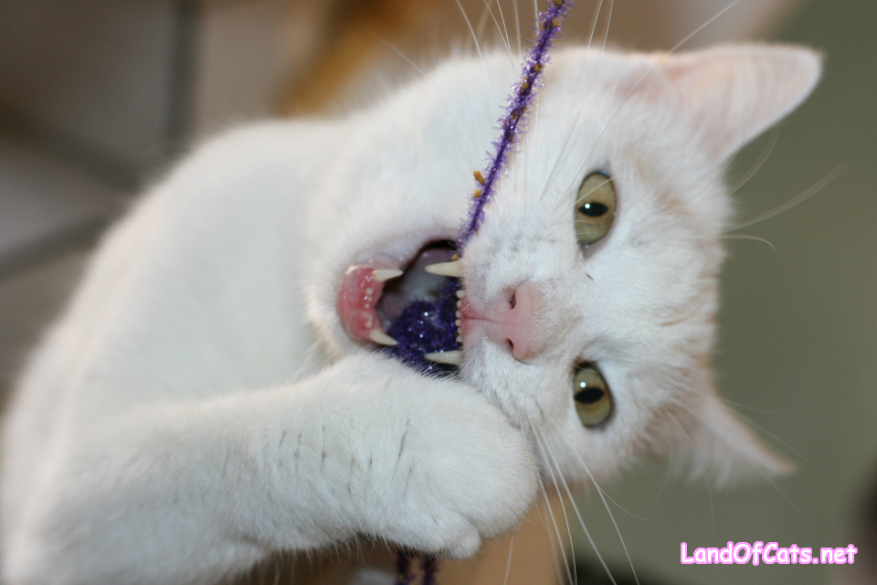 Common Dental Diseases In Cats