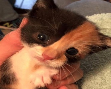 Firefighters Rescue Tiny Kitten Abandoned In A Beg!