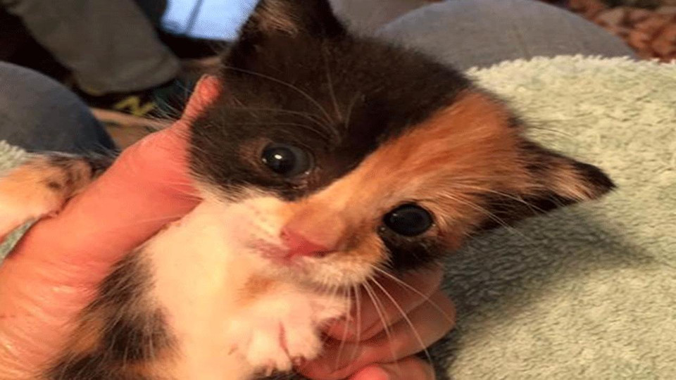 Firefighters Rescue Tiny Kitten Abandoned In A Beg!