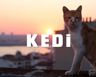 A Documentary About What It’s Like  To Be A Cat In Istanbul!