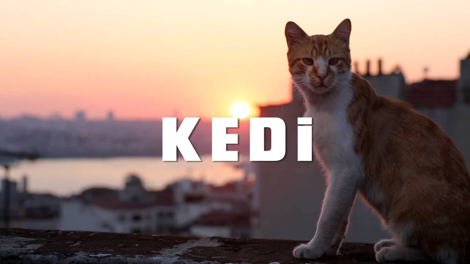 A Documentary About What It’s Like  To Be A Cat In Istanbul!