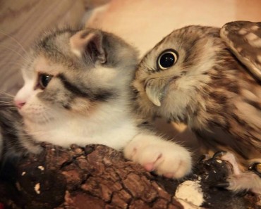 Kitten And Owlet Become Best Friends At A Japanese Owl Café