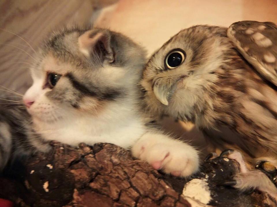 Kitten And Owlet Become Best Friends At A Japanese Owl Café