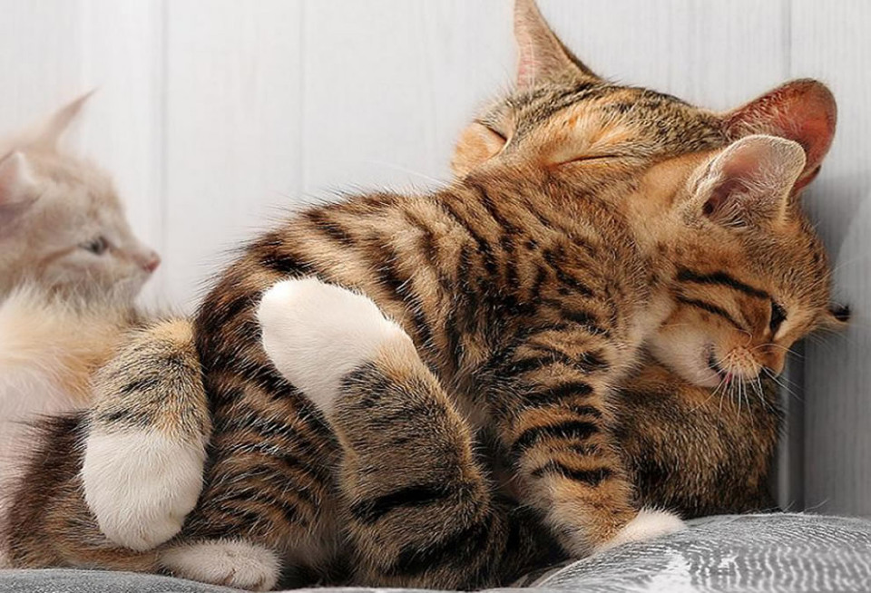 Mother hugs kittens